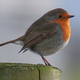 Illustration for article titled TAY Time Chat: Bird Watching